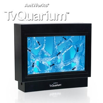 Ant Works TV Quarium